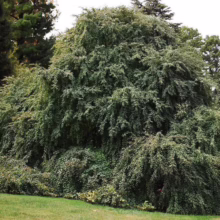 Large weeping beech tree with cascading branches and dense green foliage, creating a lush, natural canopy. The tree dominates the landscape, showcasing its unique form and texture.