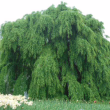 Lush weeping beech tree with cascading green foliage, creating a dramatic and picturesque landscape feature in a garden setting.