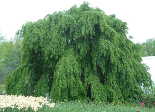 <i>Cercidiphyllum japonicum</i> 'Pendulum' - Image 11