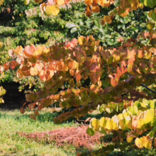 Fall foliage on a Cercis canadensis 'Forest Pansy' tree, showcasing vibrant orange, yellow, and red leaves in a garden setting. The leaves are heart-shaped and create a colorful display.