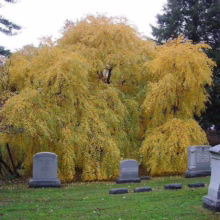 Golden weeping birch tree in full autumn color stands majestically amidst gravestones in a quiet cemetery. The vibrant yellow foliage contrasts with the grey headstones, creating a serene and poignant scene.