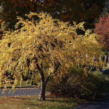 Yellow weeping birch tree in autumn, its leaves casting a golden glow in a serene cemetery setting. Headstones and fall foliage create a peaceful, reflective atmosphere.