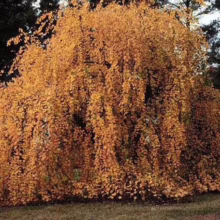 Weeping birch tree in full autumn color. Golden leaves cascade down, creating a vibrant, textured display in a park setting. A dark tree trunk is visible to the right.
