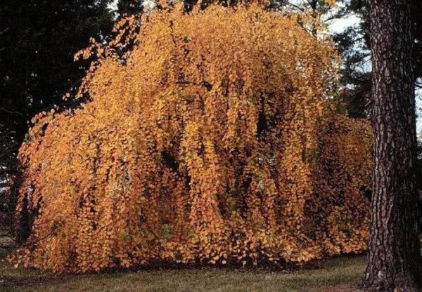 <i>Cercidiphyllum japonicum</i> 'Pendulum' - Image 5