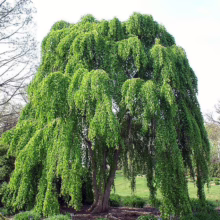 A lush weeping beech tree cascades with vibrant green leaves, creating a natural canopy in a garden setting. The tree's graceful, drooping branches add a serene and whimsical element to the landscape.