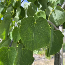 Close-up of a Cercis chinensis 'Avondale' tree branch showcasing lush, heart-shaped green leaves with prominent veins. The leaves are vibrant and healthy, capturing the beauty of this ornamental tree.
