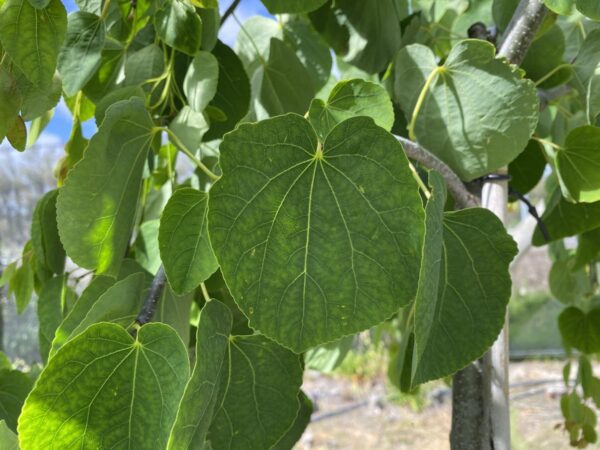 <i>Cercidiphyllum japonicum</i> 'Pendulum' - Image 7