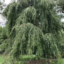 Lush weeping birch tree with cascading branches and vibrant green leaves creates a serene, shaded canopy in a park setting.