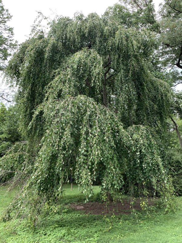 <i>Cercidiphyllum japonicum</i> 'Pendulum' - Image 8