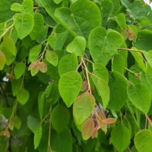 Lush, heart-shaped leaves of a Redbud tree in spring. New growth displays reddish-bronze hues, contrasting with the vibrant green foliage. A beautiful, natural scene.
