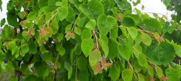 <i>Cercidiphyllum japonicum</i> 'Pendulum' - Image 9