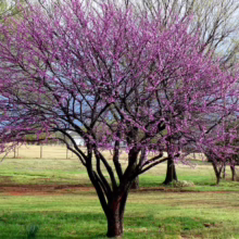 Eastern Redbud tree in full bloom, showcasing vibrant pink flowers against a backdrop of green grass and bare trees. A serene spring scene.