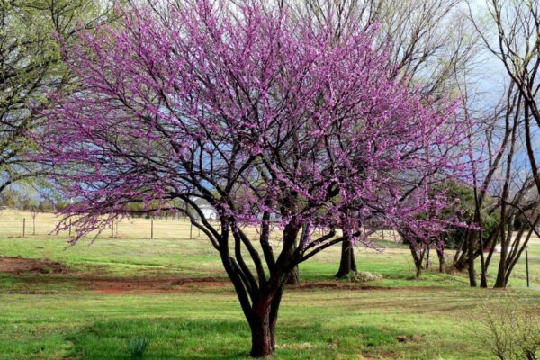 <i>Cercis canadensis</i> 'Forest Pansy' - Image 10