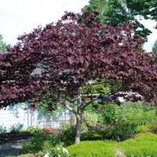 Crimson-leafed Redbud tree, a Cercis cultivar, stands in a lush garden. The small tree has a rounded shape and deep burgundy foliage, contrasting with the green lawn and surrounding plants.