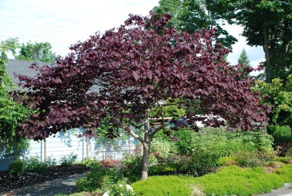 <i>Cercis canadensis</i> 'Forest Pansy' - Image 11