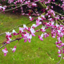 Close-up of a flowering Eastern Redbud tree branch with vibrant pink blossoms against a soft green grassy background.