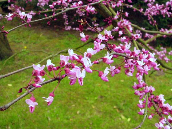 <i>Cercis canadensis</i> 'Forest Pansy' - Image 12