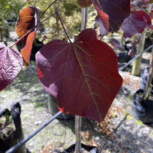 Cercis canadensis 'Forest Pansy' (Eastern Redbud) leaf.
