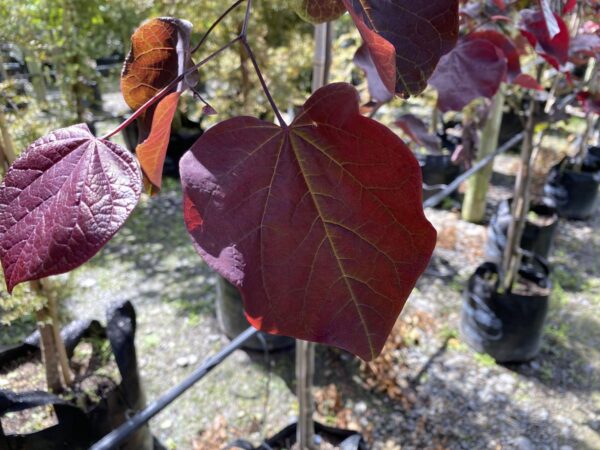 <i>Cercis canadensis</i> 'Forest Pansy' - Image 13