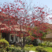 A red-leaved tree stands prominently in a suburban front yard, contrasting with the tiled roofs of nearby houses. Green shrubs and white flowers fill the garden bed, adding to the vibrant colors.
