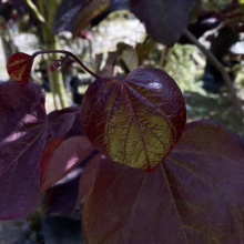 Close-up of a 'Forest Pansy' Redbud tree leaf. The heart-shaped foliage displays a deep burgundy hue with green veins, showcasing its unique color and texture.