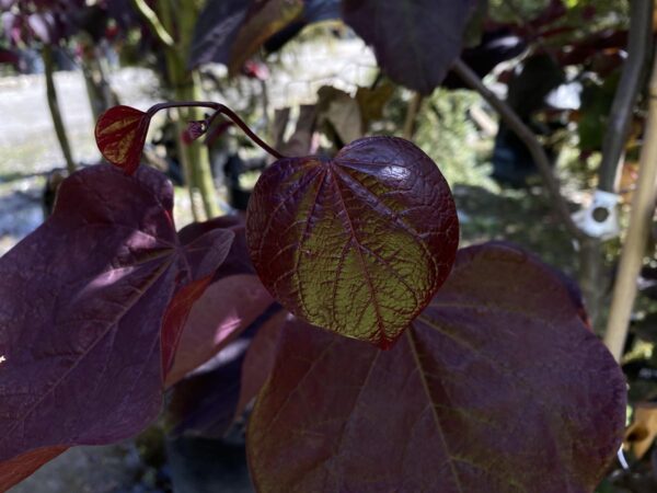 <i>Cercis canadensis</i> 'Forest Pansy' - Image 15