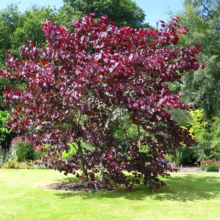A striking Cercis canadensis 'Forest Pansy' tree stands out with its vibrant, deep burgundy foliage against a backdrop of lush green lawn and trees in a garden setting. The small tree's rounded form and colorful leaves add a dramatic focal point to the landscape.