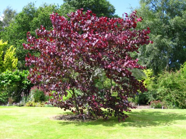 <i>Cercis canadensis</i> 'Forest Pansy' - Image 16