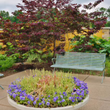 A serene garden scene with a purple-leafed tree providing shade over a light green bench. A large concrete planter overflowing with purple flowers sits in the foreground, adding a pop of color to this peaceful outdoor space.
