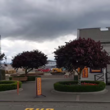 Cercis canadensis 'Forest Pansy' (Eastern Redbud) in an entrance.