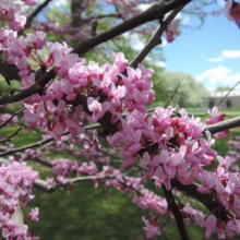 Close-up of a flowering Eastern Redbud tree branch, bursting with vibrant pink blossoms against a soft green lawn and blue sky, showcasing the beauty of spring.