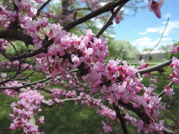 <i>Cercis canadensis</i> 'Forest Pansy' - Image 19