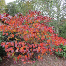 Cercis canadensis 'Forest Pansy' (Eastern Redbud) autumn colour.