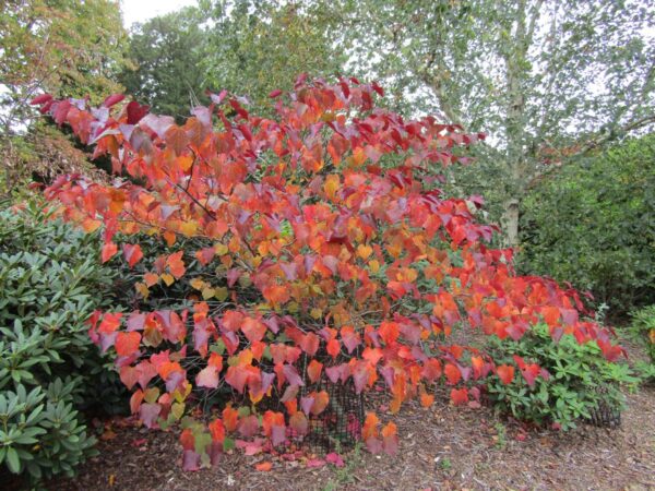 <i>Cercis canadensis</i> 'Forest Pansy' - Image 2