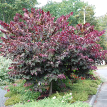 A vibrant 'Forest Pansy' Eastern Redbud tree displays its striking burgundy foliage in a landscaped garden. The small tree is surrounded by green ground cover and colorful flowers, adding a splash of color to the outdoor scene.