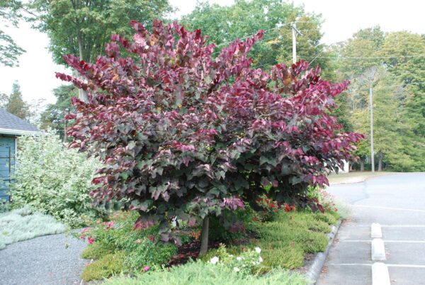 <i>Cercis canadensis</i> 'Forest Pansy' - Image 20