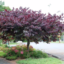 Cercis canadensis 'Forest Pansy' (Eastern Redbud)