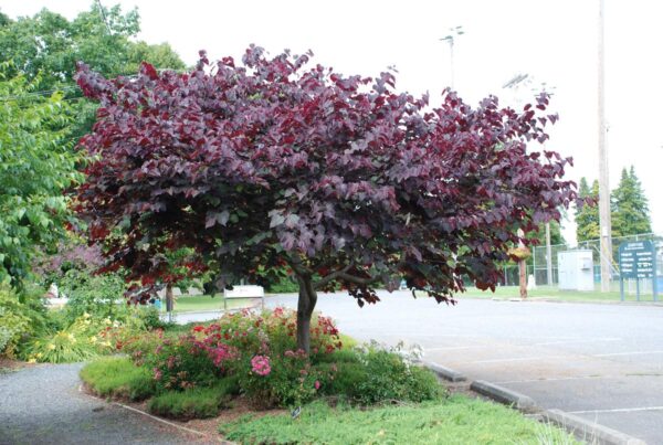 <i>Cercis canadensis</i> 'Forest Pansy' - Image 3