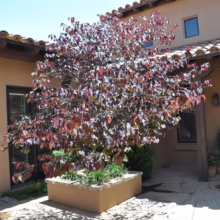 Cercis canadensis 'Forest Pansy' (Eastern Redbud) in a planter.
