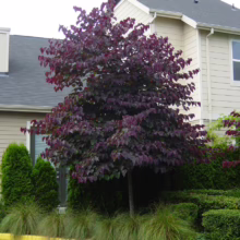 A vibrant purple-leaved Redbud tree stands prominently in front of a light yellow building. The tree's heart-shaped leaves create a striking contrast with the green shrubs and ornamental grasses below, adding a splash of color to the landscape.
