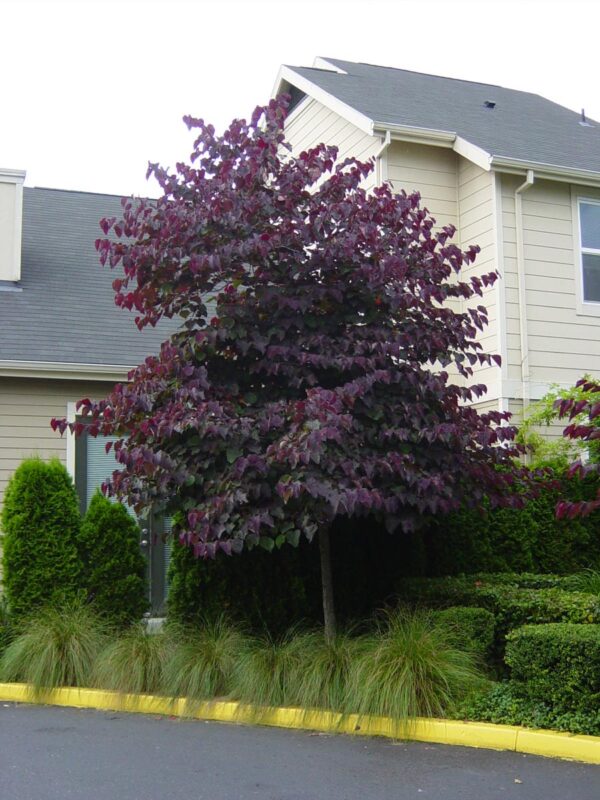 <i>Cercis canadensis</i> 'Forest Pansy' - Image 5