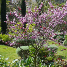 A small, flowering redbud tree bursts with vibrant pink blossoms against a lush green garden backdrop. The scene is serene, with manicured lawns and various plants creating a tranquil outdoor setting.