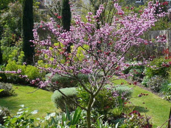 <i>Cercis canadensis</i> 'Forest Pansy' - Image 6