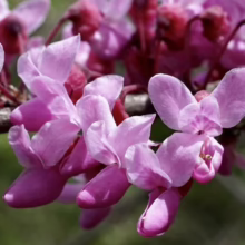 Cercis canadensis 'Forest Pansy' (Eastern Redbud) flower.