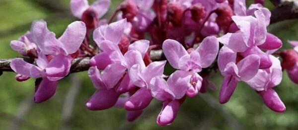 <i>Cercis canadensis</i> 'Forest Pansy' - Image 7