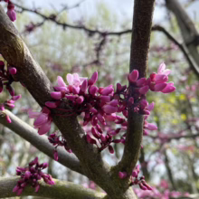Eastern Redbud tree branches bursting with vibrant pink blossoms in early spring. Delicate flowers sprout directly from the bark, creating a stunning display of color against a blurred green and blue background.