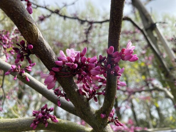 <i>Cercis canadensis</i> 'Forest Pansy' - Image 8