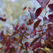 Cercis canadensis 'Forest Pansy' (Eastern Redbud) foliage.