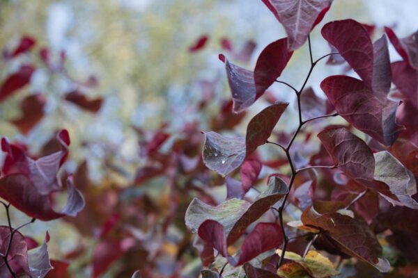 <i>Cercis canadensis</i> 'Forest Pansy' - Image 9