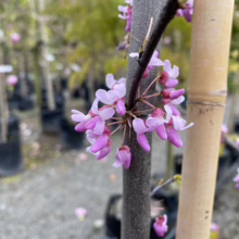 Cercis canadensis ‘Hearts of Gold’ (Eastern Redbud) flowers.